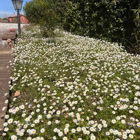 فندق مبيت وإفطار Lucky Garden بيفانيا